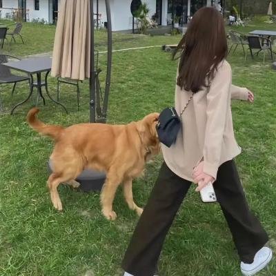 我的狗子